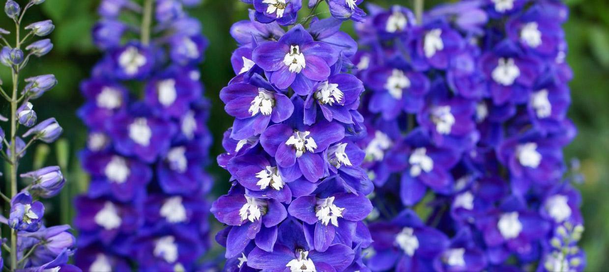 NEW! Delphinium Delgenius™ Blue Fabulosa