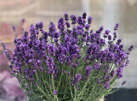 cast22-lavender-pom-pom
