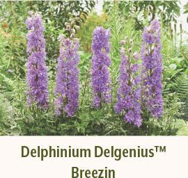 Delphinium Delgenius Brezzin