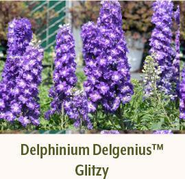 Delphinium Delgenius Glitzy