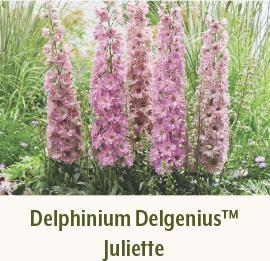 Delphinium Delgenius Juliette