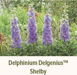 Delphinium Delgenius Shelby