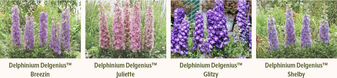 Delphinium Delgenius Varieties