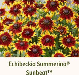 Echibeckia Summerina Sunbeat