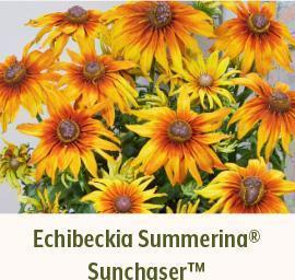 Echibeckia Summerina Sunchaser