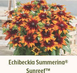 Echibeckia Summerina Sunreef