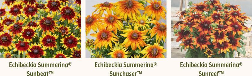 Echibeckia Summerina Sunchaser