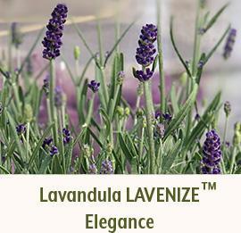 Lavandula LAVENIZE Elegance