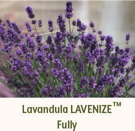 Lavandula LAVENIZE Fully