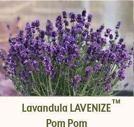 Lavandula LAVENIZE Pom Pom