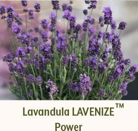 Lavandula LAVENIZE Power