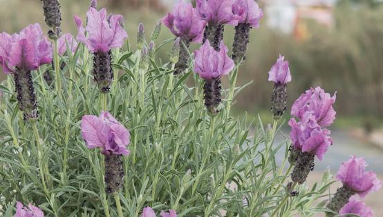 Lavandula Stoechas Ever Great Blue