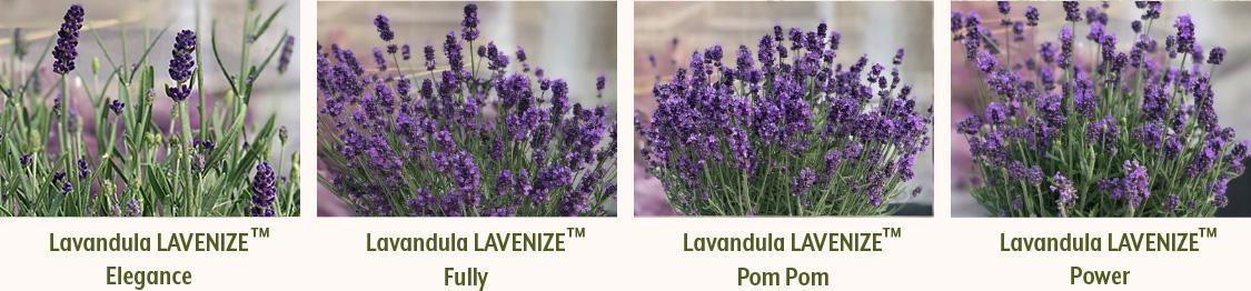 Lavandula LAVENIZE Varieties