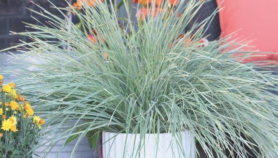 Lomandra Arctic Frost