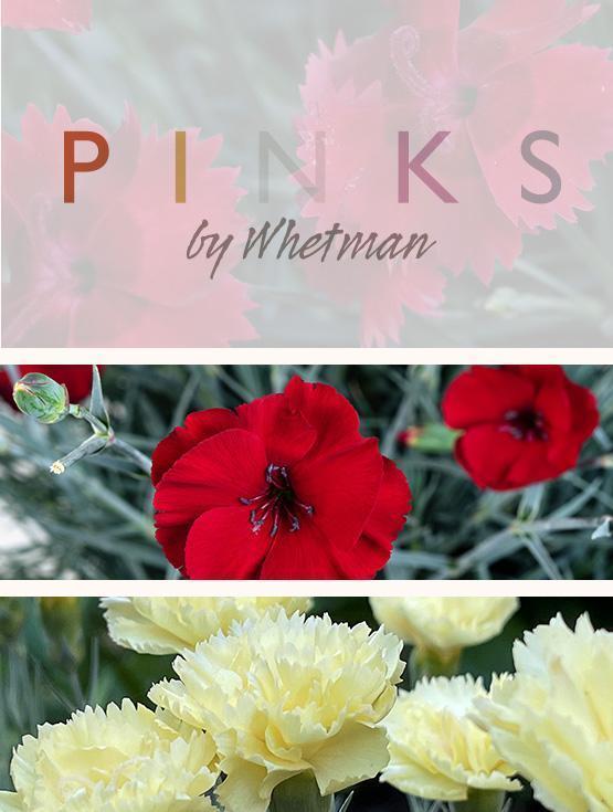 Pinks by Whetman