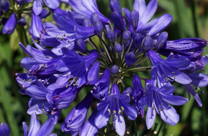 Agapanthus Ever Sapphire™