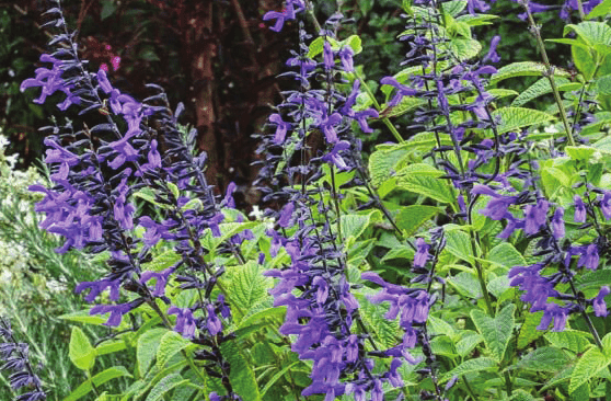 Salvia Nectar Blue™