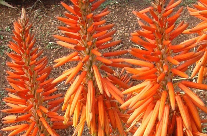 Aloe Safari Orange