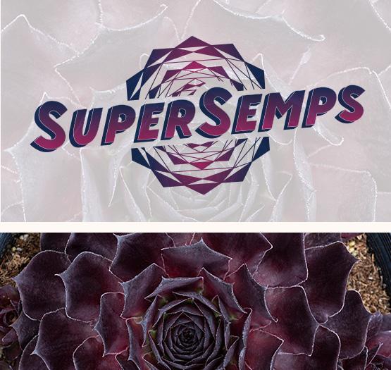 Sempervivum Supersemps