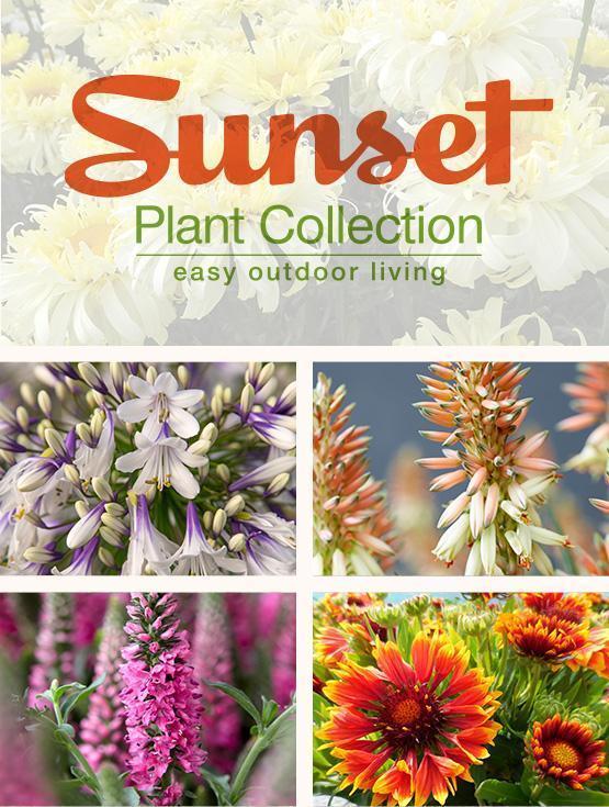 Sunset Plant Collection