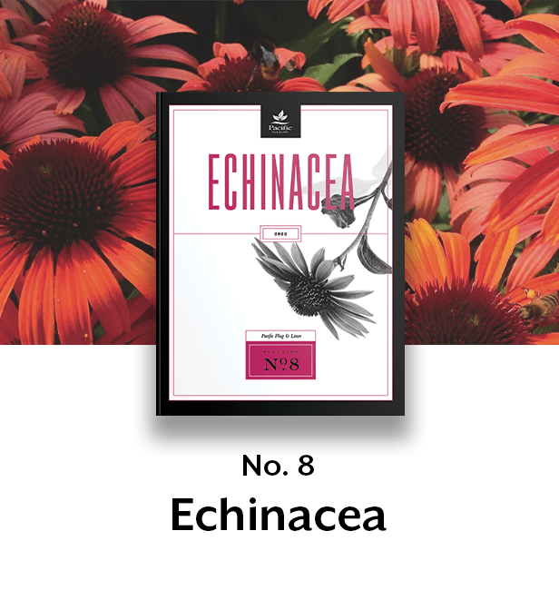 Echinacea thumbnail