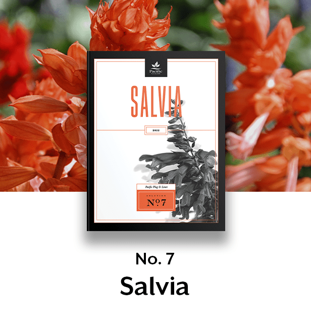 Salvia thumbnail